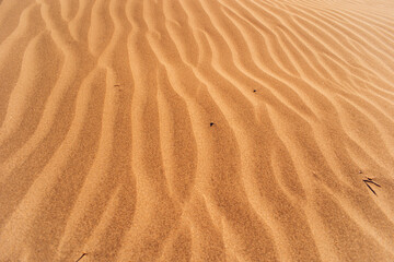 Dunes on the beach on Lanzarote Canary Island