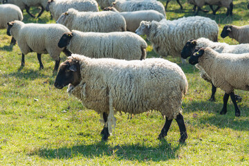Herd of sheep grazing on pasture