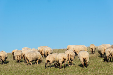 Fototapeta premium Herd of sheep grazing on pasture