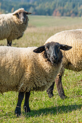Fototapeta premium Herd of sheep grazing on pasture