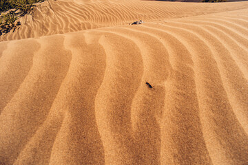 Dunes on the beach on Lanzarote Canary Island