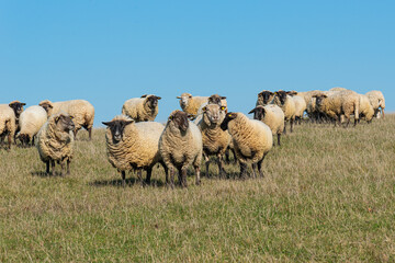 Herd of sheep grazing on pasture