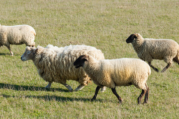 Herd of sheep grazing on pasture