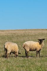 Herd of sheep grazing on pasture