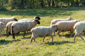 Herd of sheep grazing on pasture