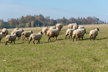 Herd of sheep grazing on pasture