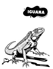184 Iguana illustration model for coloring