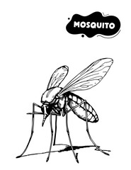 185 Mosquito illustration model for coloring