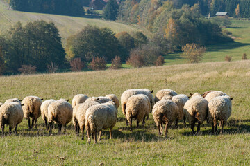 Herd of sheep grazing on pasture