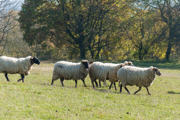 Herd of sheep grazing on pasture