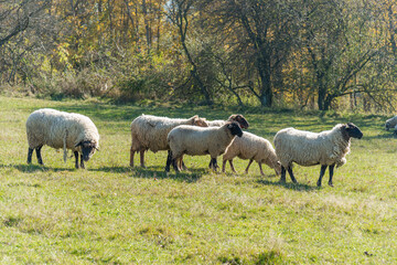 Herd of sheep grazing on pasture
