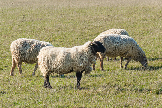 Herd of sheep grazing on pasture