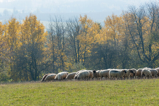 Herd of sheep grazing on pasture