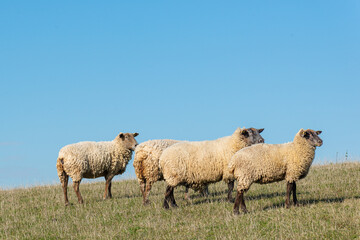 Herd of sheep grazing on pasture