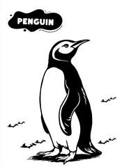 188 Penguin illustration model for coloring