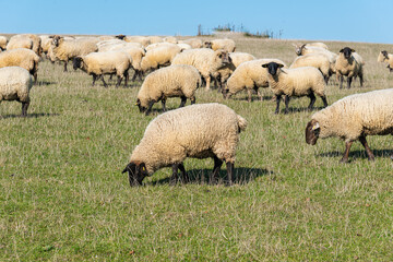 Fototapeta premium Herd of sheep grazing on pasture