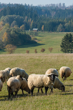 Herd of sheep grazing on pasture