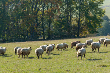 Herd of sheep grazing on pasture