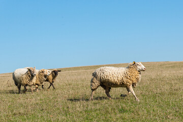 Herd of sheep grazing on pasture