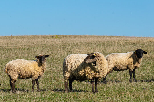 Herd of sheep grazing on pasture