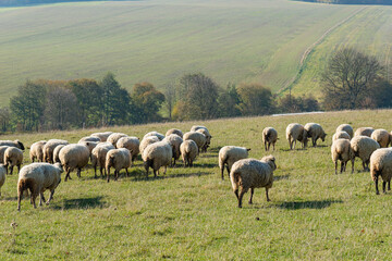 Obraz premium Herd of sheep grazing on pasture