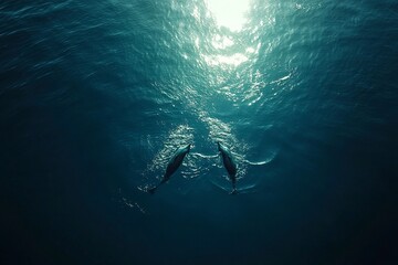 dauphins in blue ocean, drone fpv view.generative ai