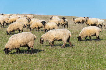 Herd of sheep grazing on pasture