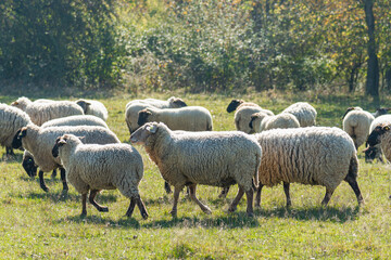 Herd of sheep grazing on pasture