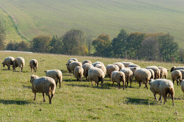 Herd of sheep grazing on pasture