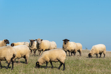 Herd of sheep grazing on pasture