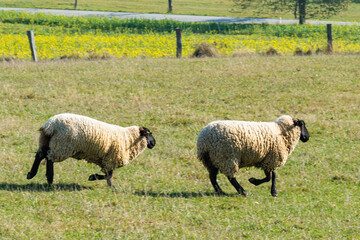 Herd of sheep grazing on pasture