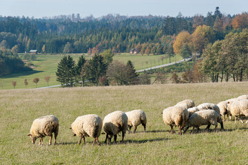 Herd of sheep grazing on pasture