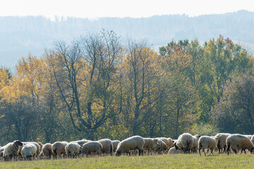 Fototapeta premium Herd of sheep grazing on pasture