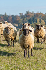 Herd of sheep grazing on pasture
