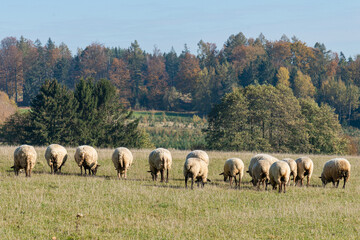 Obraz premium Herd of sheep grazing on pasture