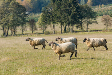 Obraz premium Herd of sheep grazing on pasture