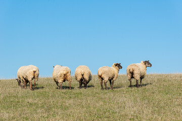 Herd of sheep grazing on pasture