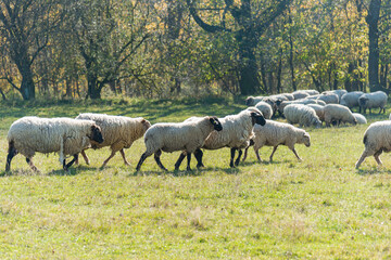 Herd of sheep grazing on pasture