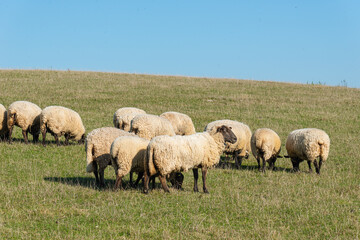 Naklejka premium Herd of sheep grazing on pasture