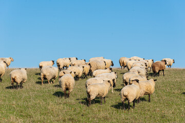 Herd of sheep grazing on pasture