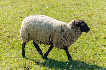 Single sheep standing on pasture