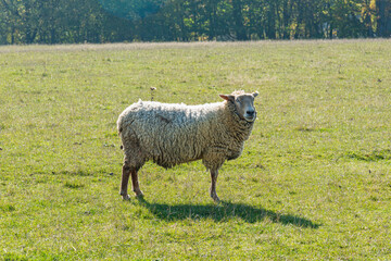 Naklejka premium Single sheep standing on pasture