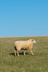Obraz premium Single sheep standing on pasture