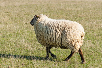 Single sheep standing on pasture