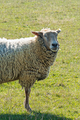 Single sheep standing on pasture