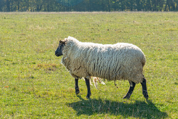 Single sheep standing on pasture