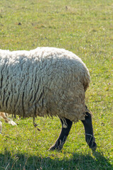 Single sheep standing on pasture