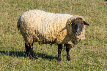 Single sheep standing on pasture