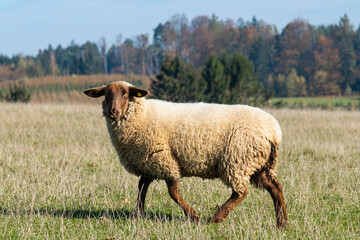 Fototapeta premium Single sheep standing on pasture