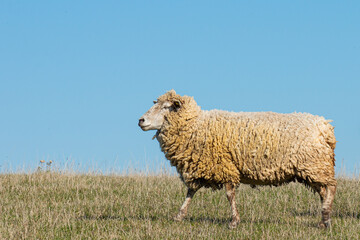 Fototapeta premium Single sheep standing on pasture